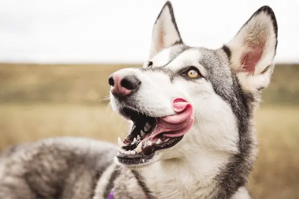 Why Do Dogs Mouths Quiver After Licking? - HeaterTool